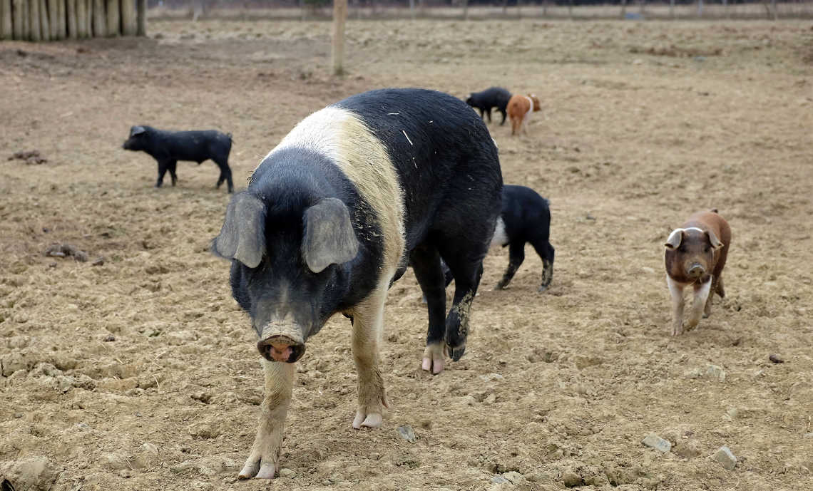 Schwein gehabt • SCHLAGLICHTER